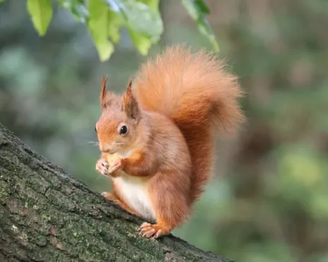 Red Squirrels Prospering on the Island with Potential to Almost Increase Twofold, Findings Indicates